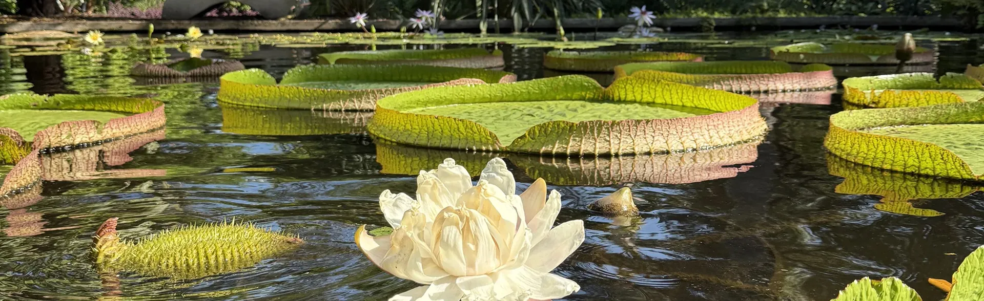 Exterior view of Miami Beach Botanical Garden with palm trees, a golf course, and a clubhouse